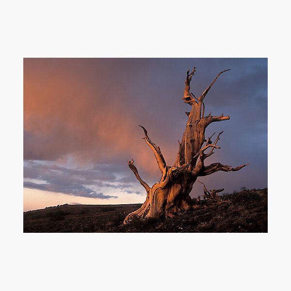 Item preview, Lone Bristlecone designed and sold by Chris Whitney.