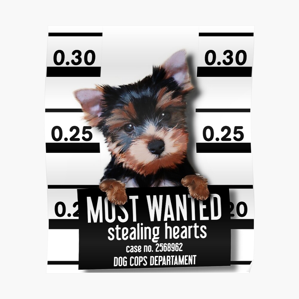wanted yorkie puppy