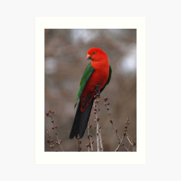 King Parrot In My Garden. Art Print