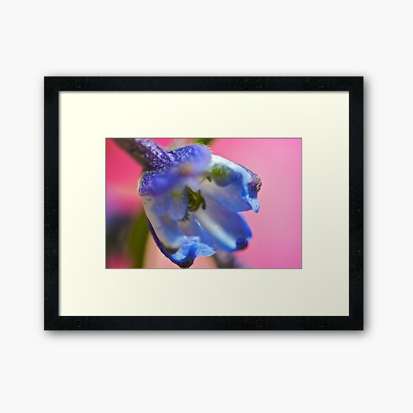 Blue Flower Closer Framed Art Print
