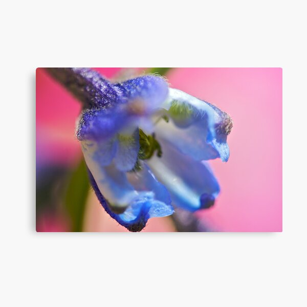 Blue Flower Closer Metal Print