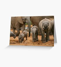 Baby African Elephants Greeting Card