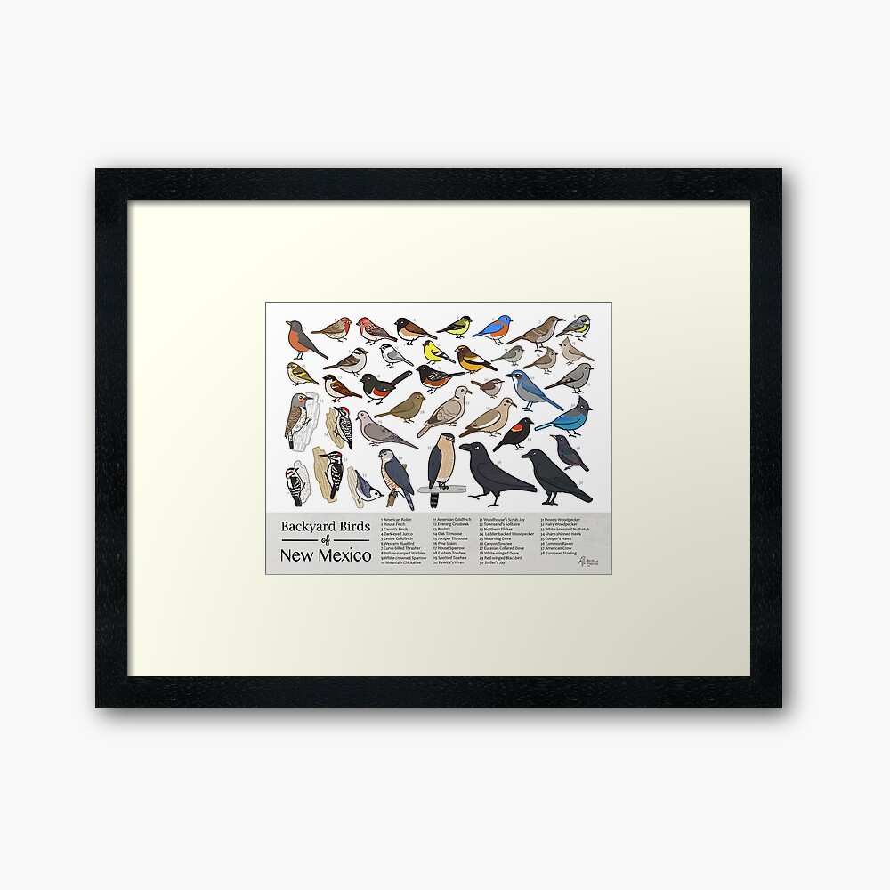 New Mexico - Backyard Birds of New Mexico Field Guide Print - Bird Art Print - BirdsandFriends.co Photographic Print
