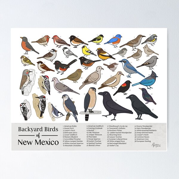 Item preview, New Mexico - Backyard Birds of New Mexico Field Guide Print - Bird Art Print - BirdsandFriends.co designed and sold by BirdsandFriends.
