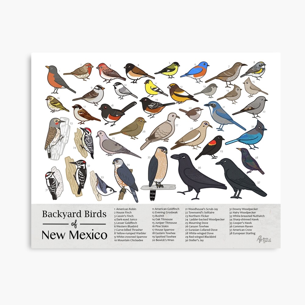 New Mexico - Backyard Birds of New Mexico Field Guide Print - Bird Art Print - BirdsandFriends.co Photographic Print