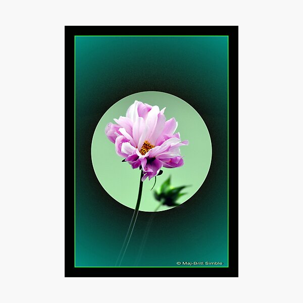 "Summer Flower" Photographic Print