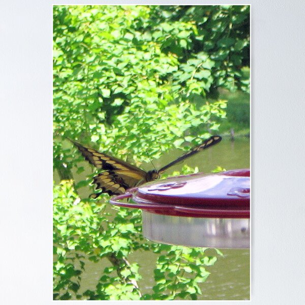 Item preview, I dreamed I was a hummingbird.... designed and sold by DottieDees.