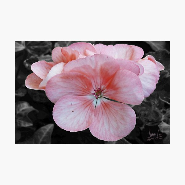 Item preview, Shades of Salmon and Pink designed and sold by LynnL.