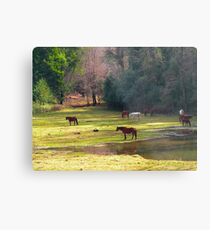 Caballos ............ Metal Print