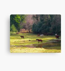 Caballos ............ Canvas Print
