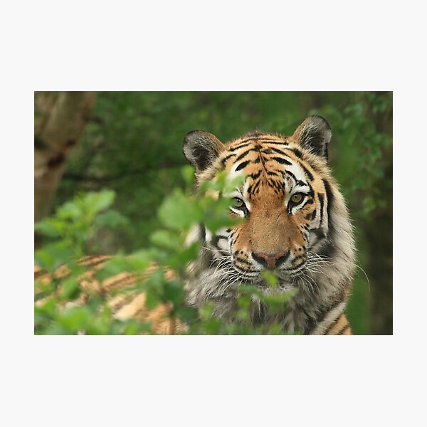 Amur Tiger Photographic Print