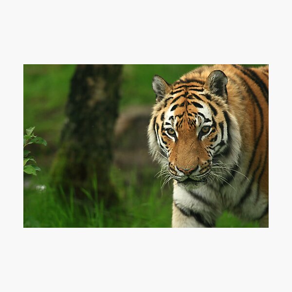 Amur Tiger Photographic Print
