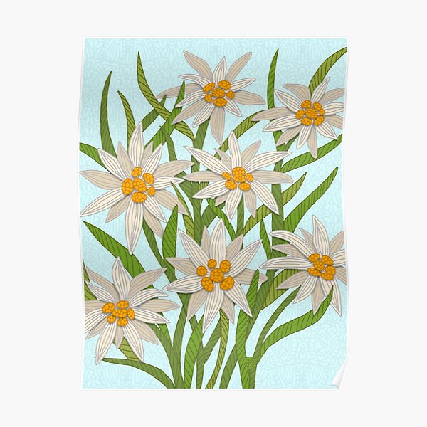 Edelweiss Flowers Posters Redbubble