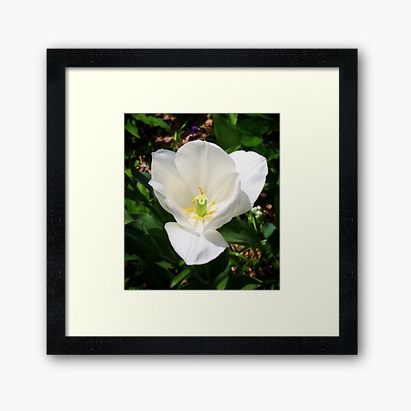 White Tulip Framed Art Print