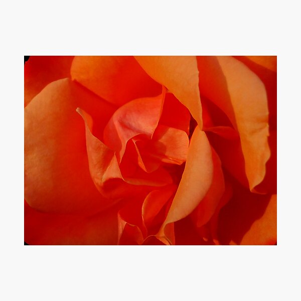 Fiery rose Photographic Print