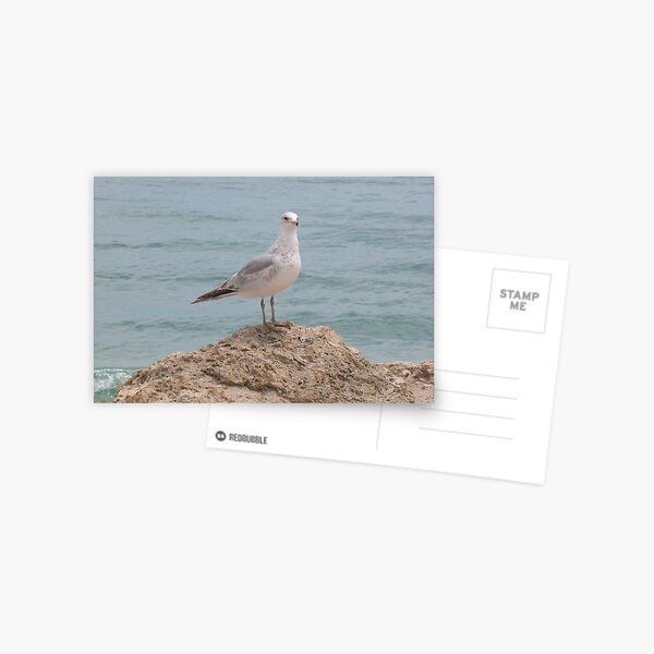 Lone Seagull (2134) Postcard