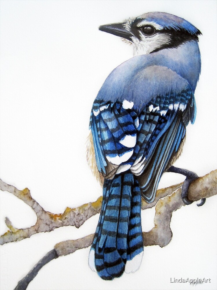 Bluejay Drawing Poster for Sale by corinthiansgirl