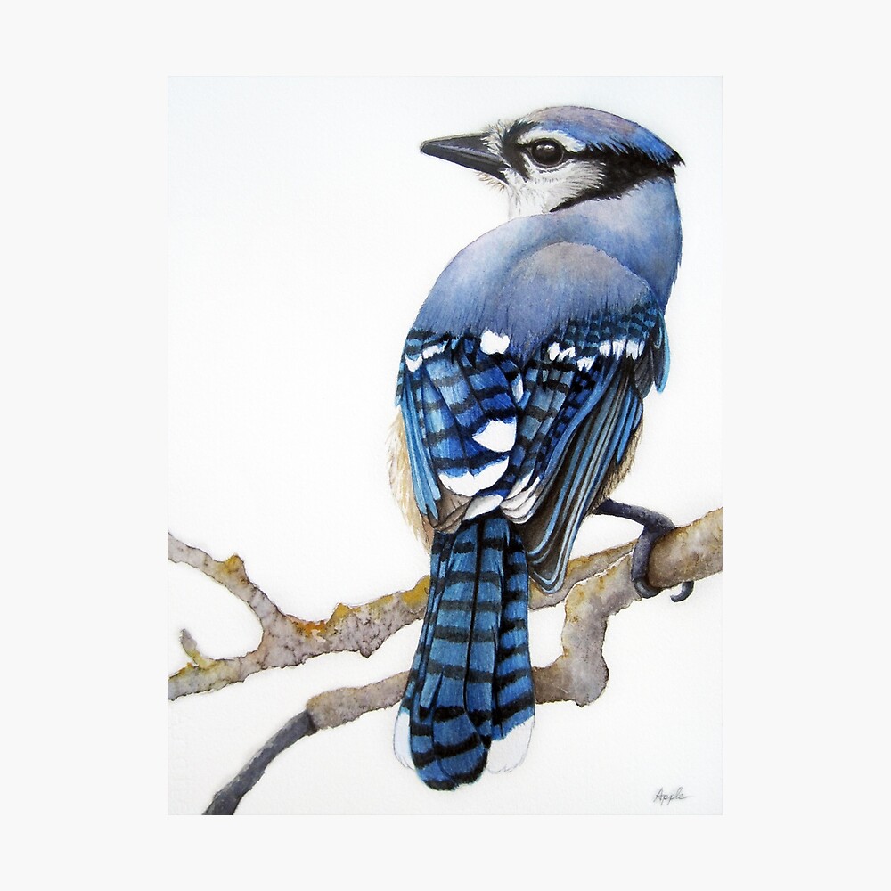 Cottage Wall Decor Canadian Wildlife Watercolor Painting Blue Jay Art Print Prints Art Collectibles Hedoarchitects Pl