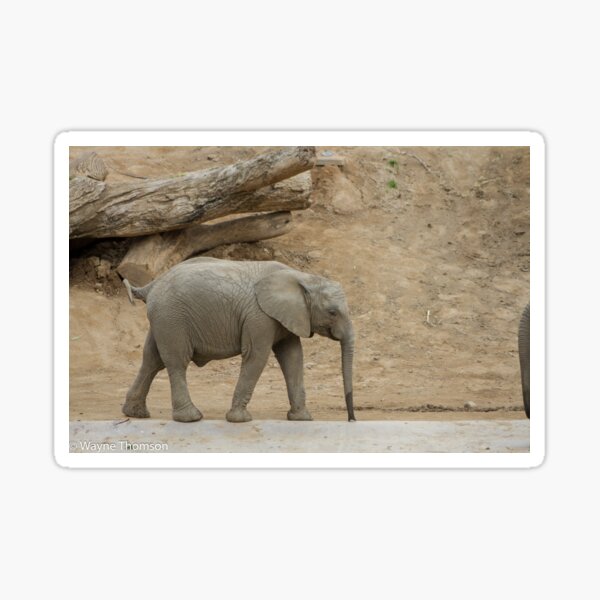 Item preview, Baby Elephant designed and sold by Wayne Thomson.