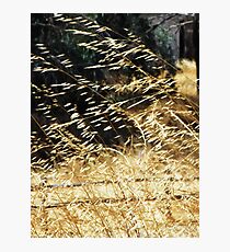 Golden grass blowing in the wind Photographic Print