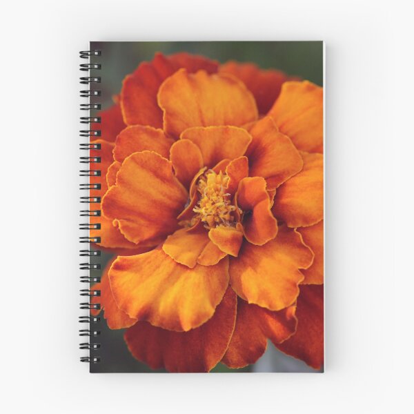 Item preview, Macro of an Orange Marigold designed and sold by StampCity.