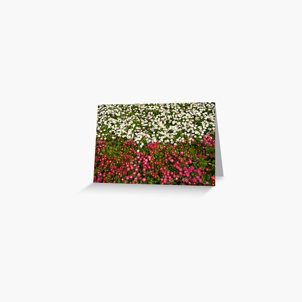 Polish Flag Flowers Greeting Card