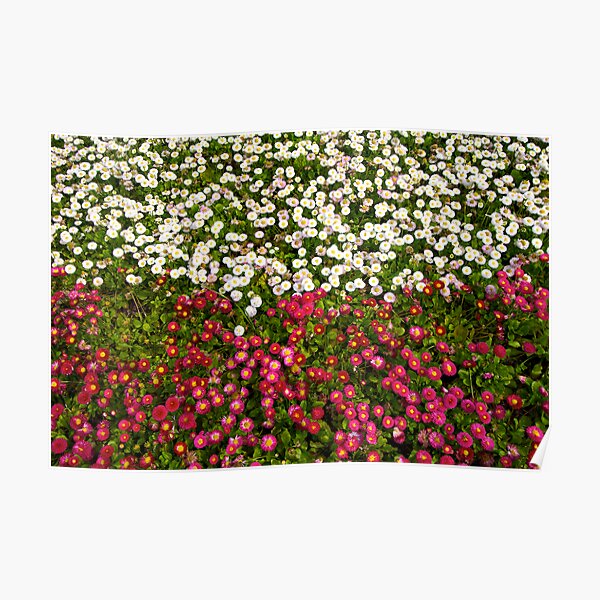 Polish Flag Flowers Poster