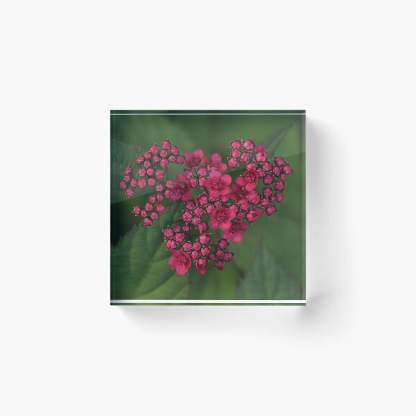 Item preview, Love From Spirea designed and sold by StampCity.