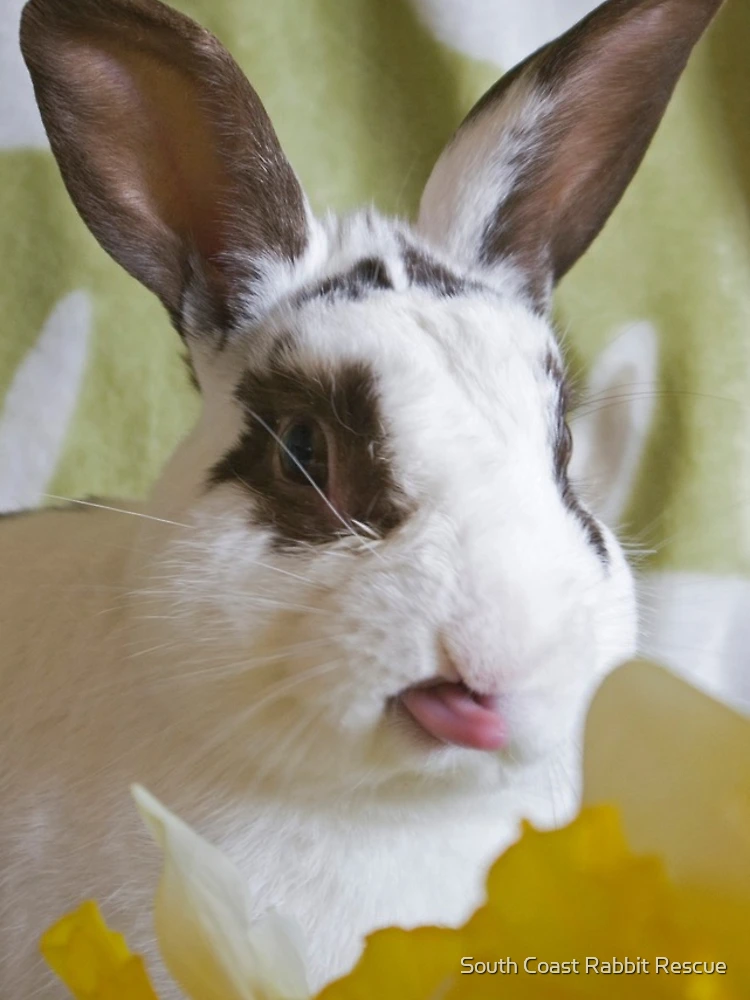 Thumbnail 4 of 4, iPhone Case, Cheeky Rabbit! designed and sold by South Coast Rabbit Rescue.