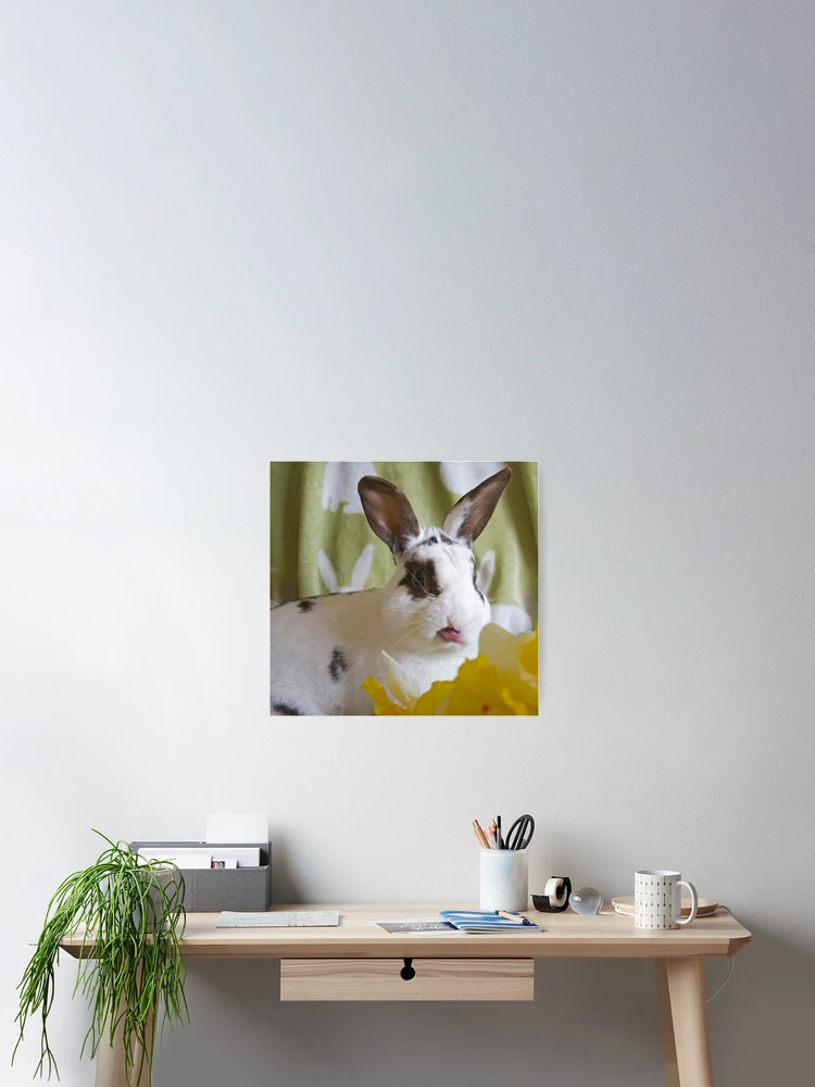Thumbnail 2 of 3, Poster, Cheeky Rabbit! designed and sold by South Coast Rabbit Rescue.