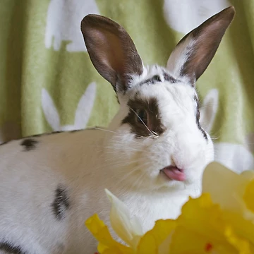 Artwork thumbnail, Cheeky Rabbit! by South Coast Rabbit Rescue
