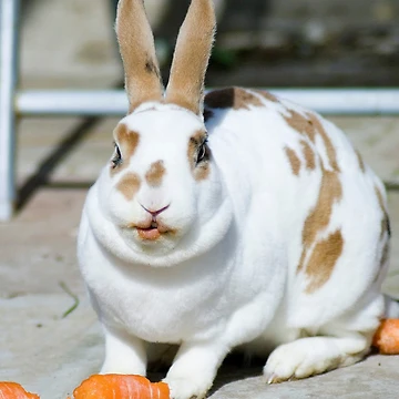 Vorschaubild zum Design Rex Rabbit Munching Carrot von South Coast Rabbit Rescue