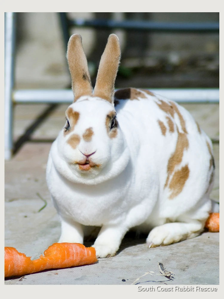 Thumbnail 6 von 6, Premium Oversized Pullover, Rex Rabbit Munching Carrot designt und verkauft von South Coast Rabbit Rescue.