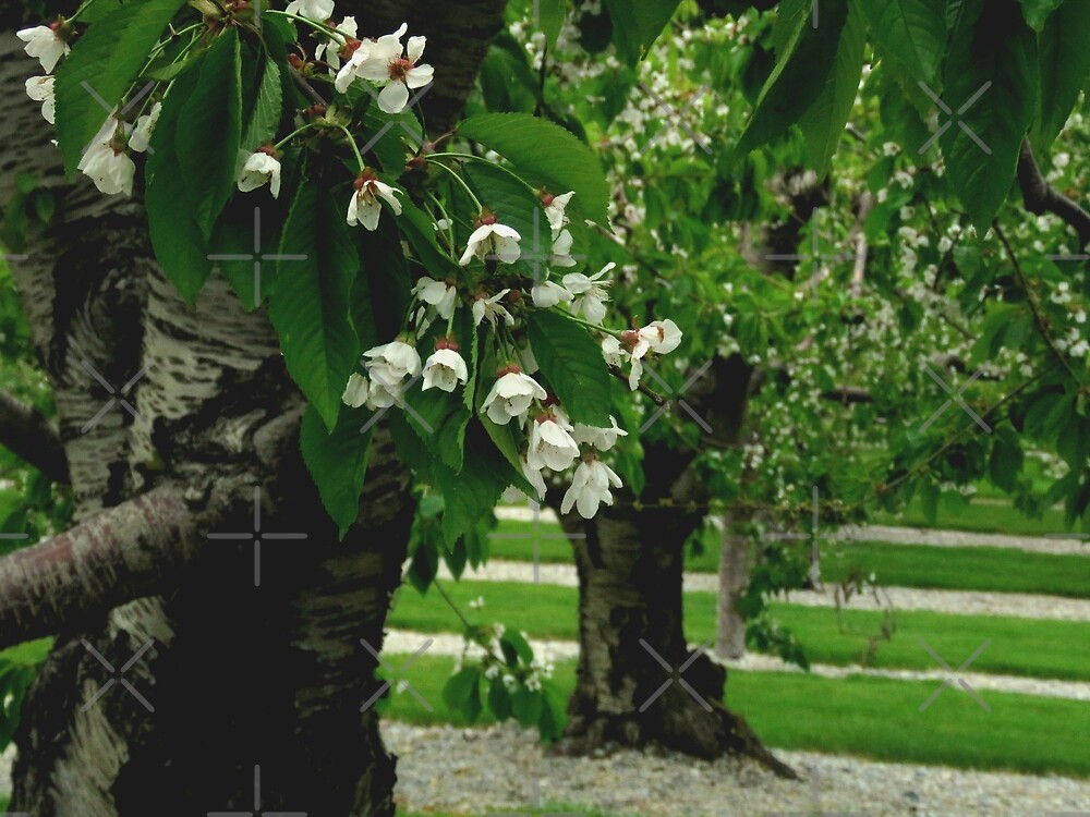 "Cherry Orchards of Flathead Lake Montana" by Christina Appling Redbubble