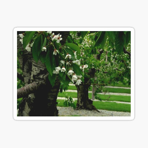 "Cherry Orchards of Flathead Lake Montana" Sticker for Sale by