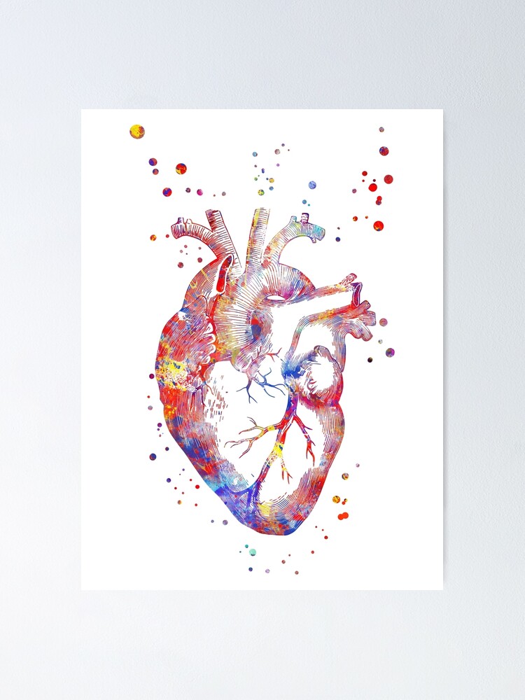 “Human heart, heart anatomy, medical art, watercolor heart, heart print