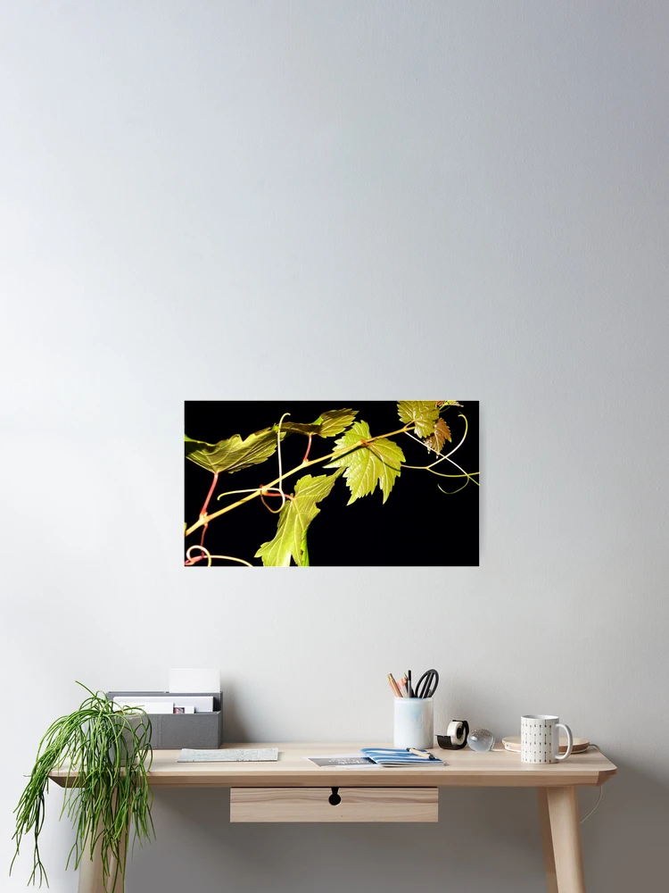 Thumbnail 2 of 3, Poster, Vine designed and sold by Rinaldo Di Battista.