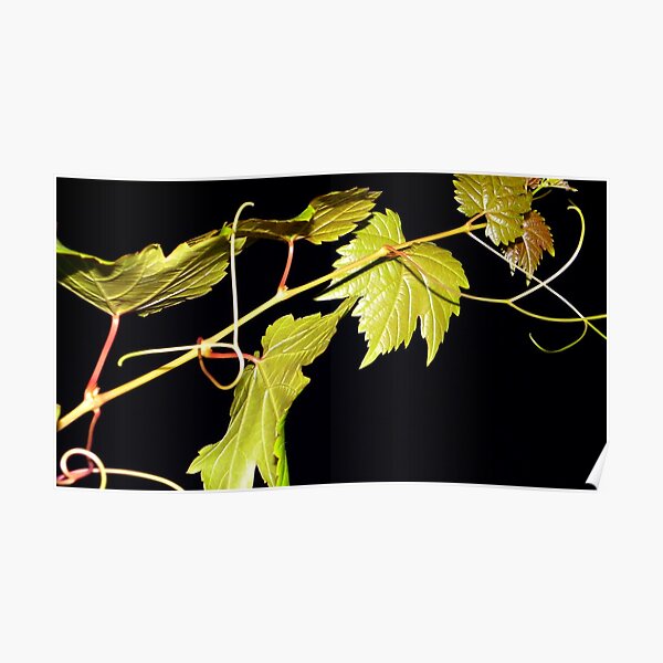 Vine Poster