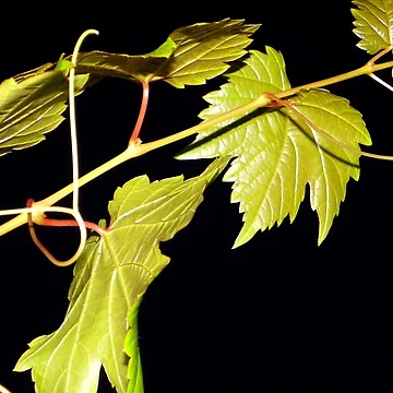 Artwork thumbnail, Vine by Rinaldo Di Battista