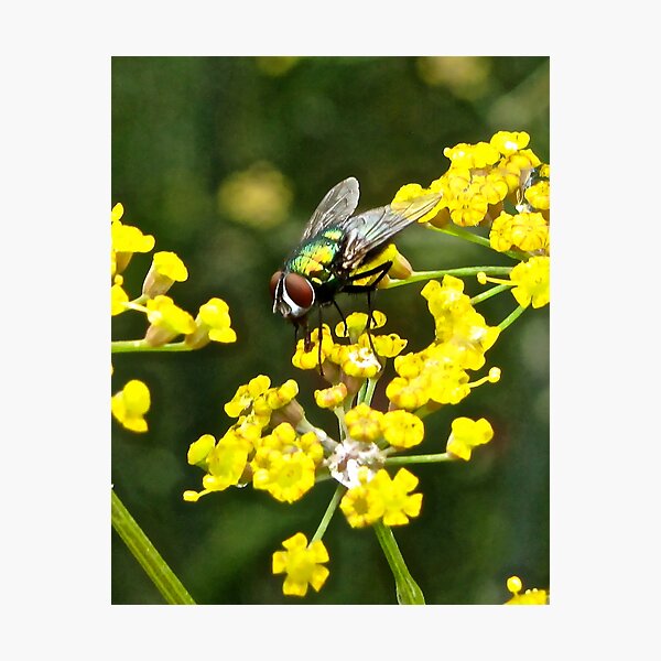Item preview, Fly and Fennel  designed and sold by John Thurgood.
