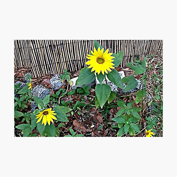 Item preview, Sunflowers in bloom designed and sold by Ellen Turner.