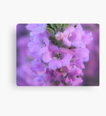 Purple Softness Canvas Print