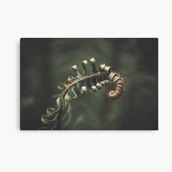 Item preview, Curly Sword Fern designed and sold by BobbiFox.