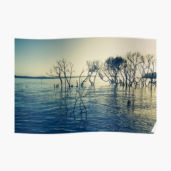 Mangroves Poster