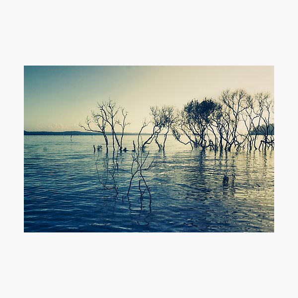 Mangroves Photographic Print