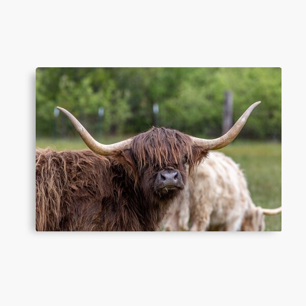 Item preview, Highland Cattle designed and sold by Barry Buchholtz.
