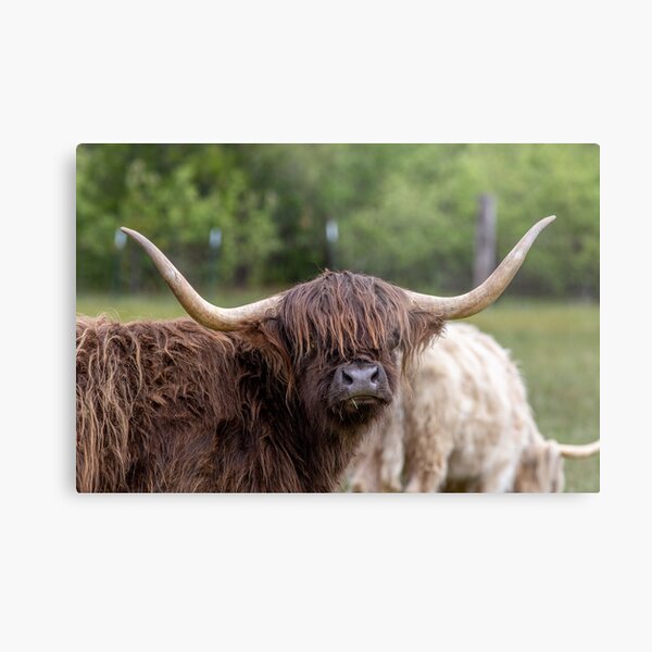 Highland Cattle Metal Print