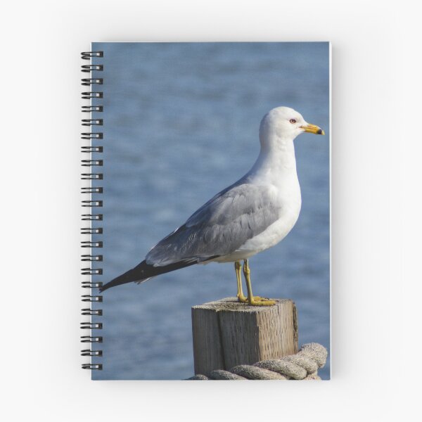 Item preview, Tall & Proud - Seagull designed and sold by ag-photography.