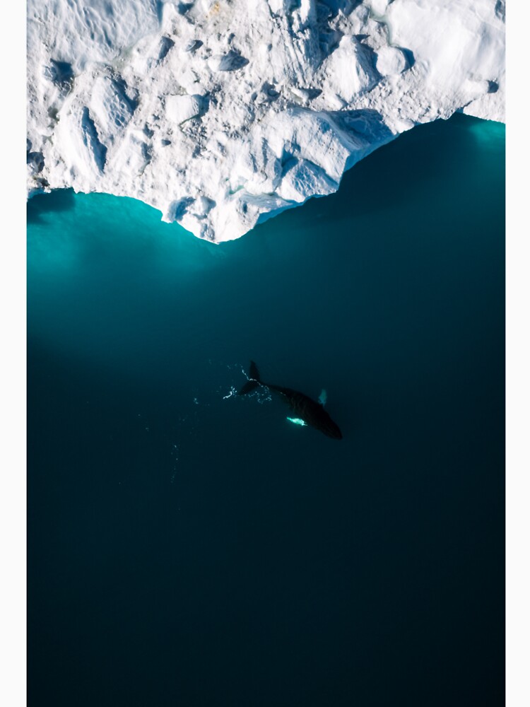 Aerial of a lone Humpback whale in front of an iceberg in Greenland by regnumsaturni