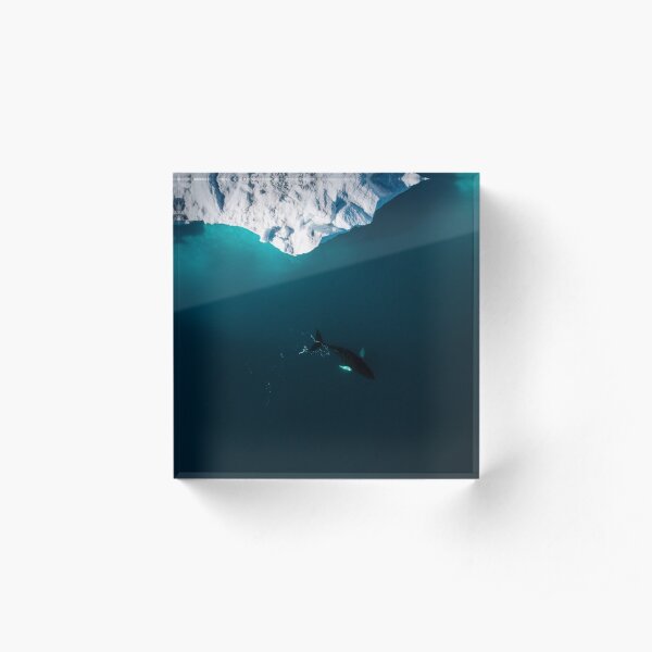 Aerial of a lone Humpback whale in front of an iceberg in Greenland Acrylic Block